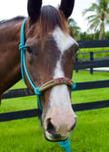 Custom Halter